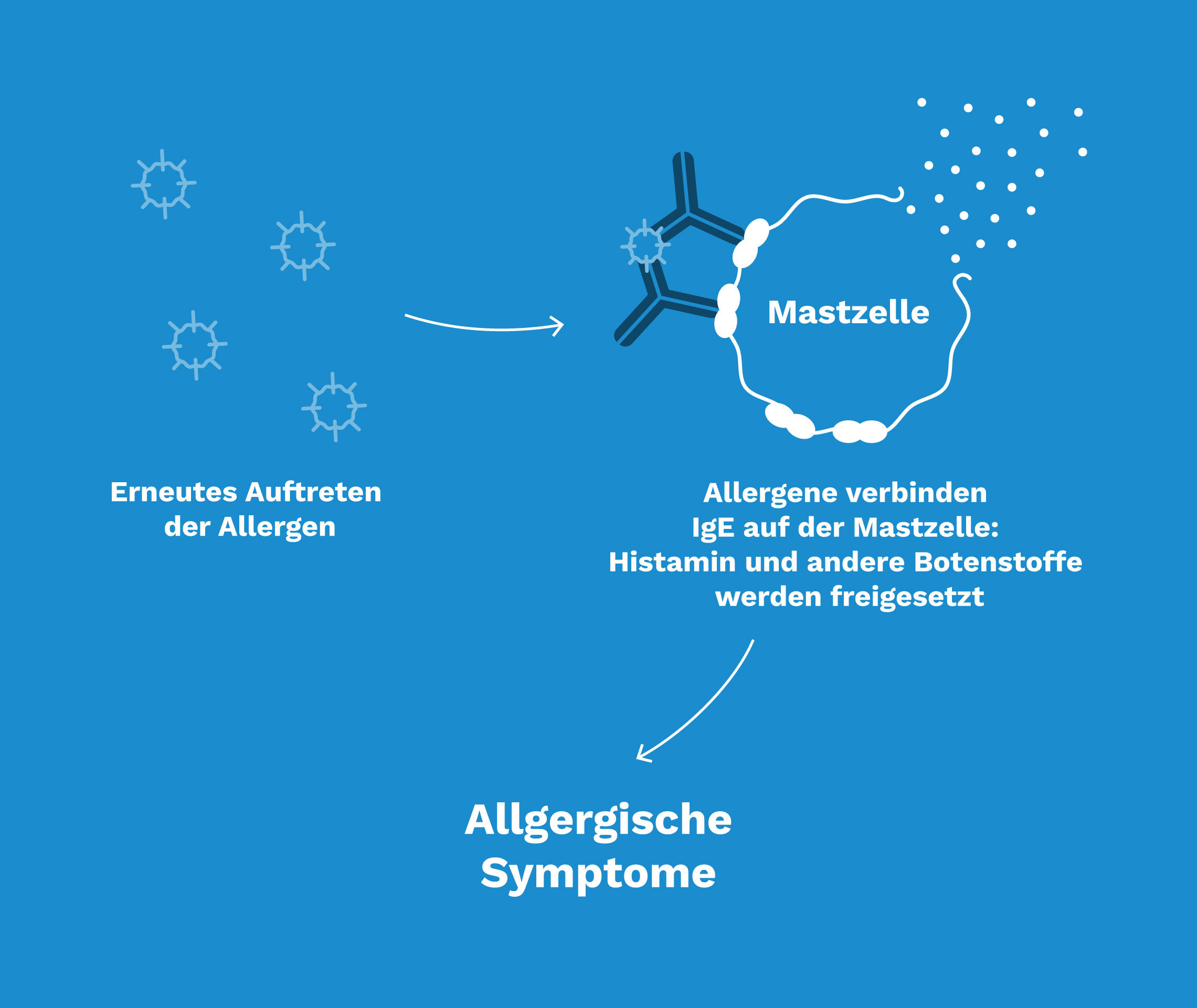 Allergisches-Asthma-Grafik-02