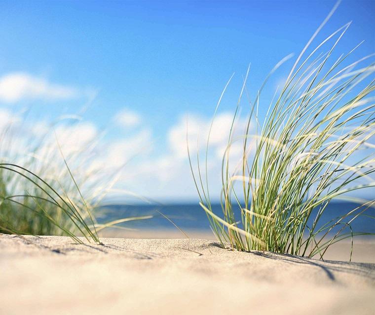 Schilf und Strand