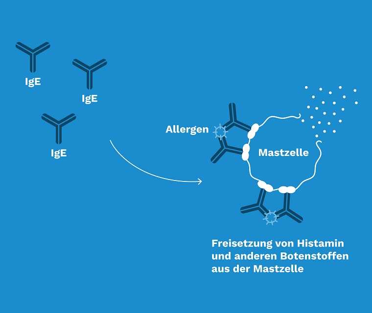 Grafik: Freisetzung von Histamin und anderen Botenstoffen aus der Mastzelle
