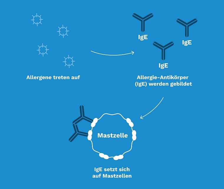 Grafik: Allergene Antikörper