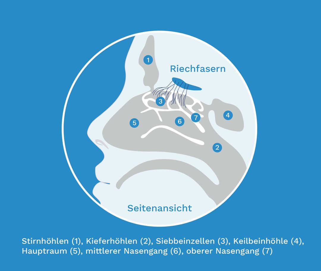 Auf der Grafik ist die Anatomie des inneren der Nase von der Seite zu erkennen