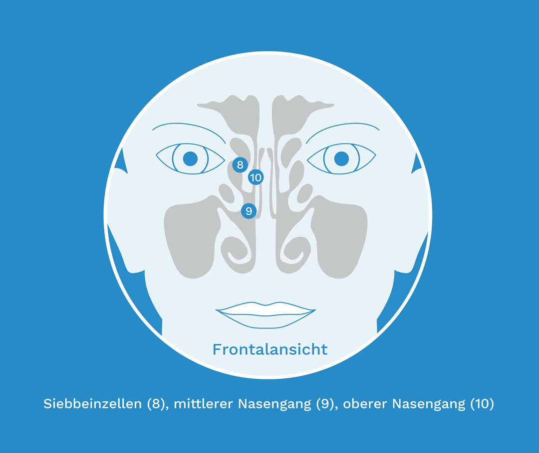 Auf der Grafik ist die Anatomie des inneren der Nase von der Front zu erkennen